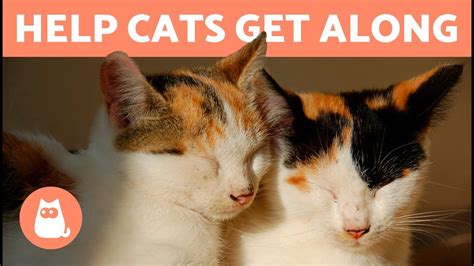 When to give up on cats getting along. Things To Know About When to give up on cats getting along. 